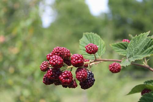 fruit red fruit selective focus photography plant