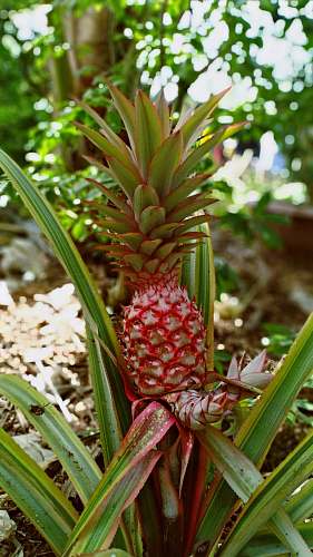 plant red pineapple fruit