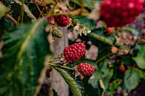 plant red raspberries fruit