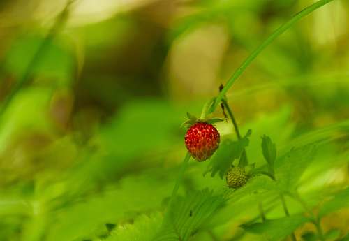 fruit red strawberry fruit plant