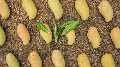 plant ripe mangoes fruit