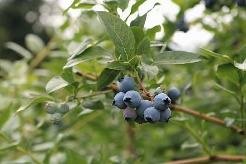 fruit round black fruits blueberry