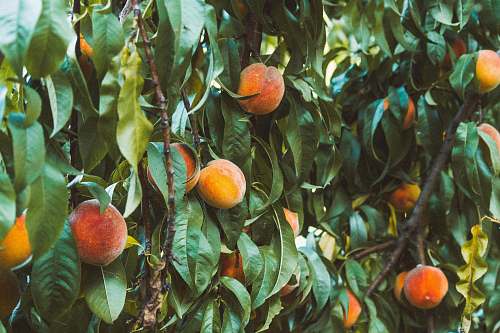 plant round brown fruits citrus fruit