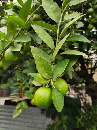 fruit round green citrus fruits hanging from a tree citrus fruit