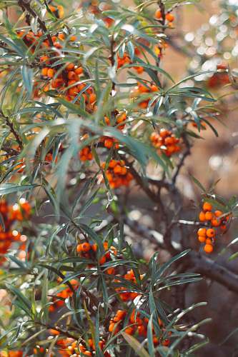 fruit round orange fruit plant