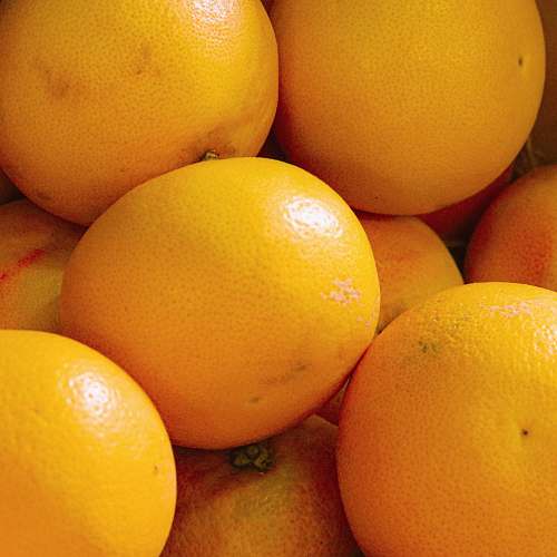 fruit round orange fruits plant