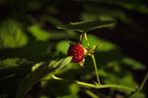 plant round red fruit in selective-focus photography fruit