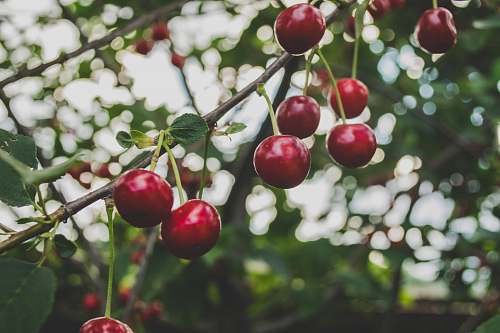 fruit round red fruits cherry