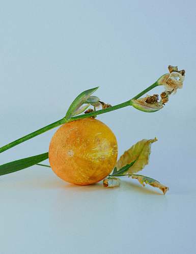 fruit round yellow fruit citrus fruit