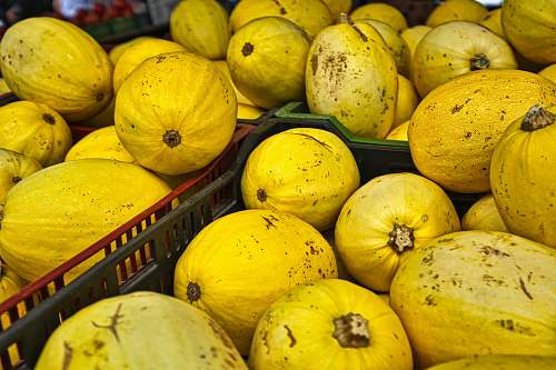 plant round yellow fruit fruit