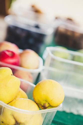 plant round yellow fruits close-up photography egg