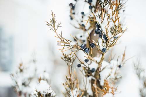 plant selective focus photo of berries blueberry