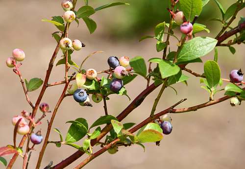 fruit selective focus photo of blueberries blueberry