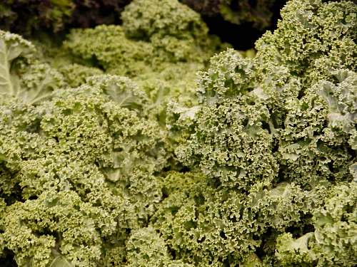 kale selective focus photo of green-leafed plants cabbage