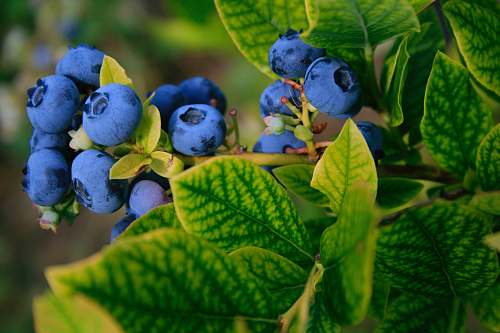 plant selective focus photography of blue berries blueberry