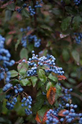 fruit selective focus photography of blue fruits blueberry