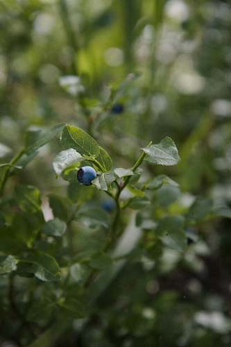 fruit selective focus photography of blueberry blueberry