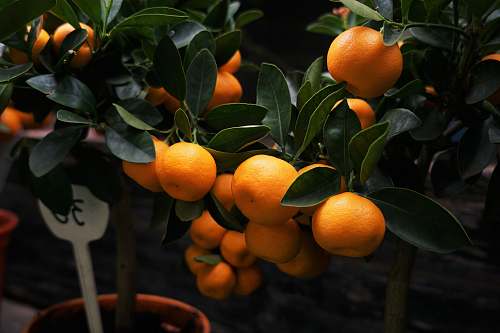 fruit selective focus photography of orange fruits plant