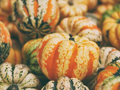 autumn selective focus photography of pumpkins fall