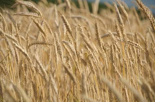 produce selective focus photography of wheat field plant