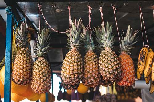 fruit several hanging pineapples in selective focus photography pineapple