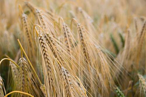 plant shallow focus of rice grains grain