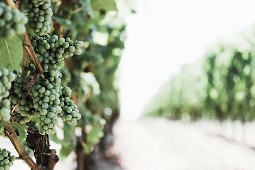 plant shallow focus photo of green berries fruit