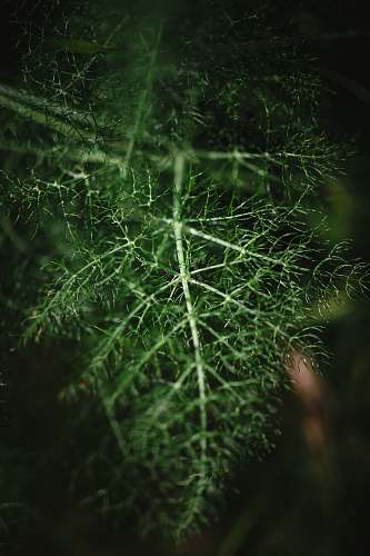 plant shallow focus photo of green leaves seasoning