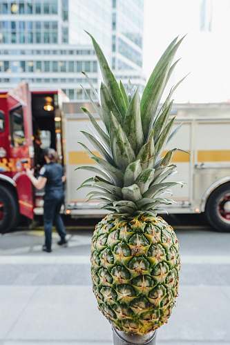 fruit shallow focus photo of pineapple pineapple