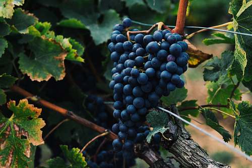 fruit shallow focus photography of bluberries grapes
