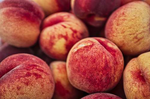 fruit shallow focus photography of red fruits plant