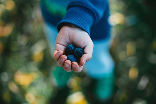 plant shallow focus photography unknown person holding blueberries blueberry
