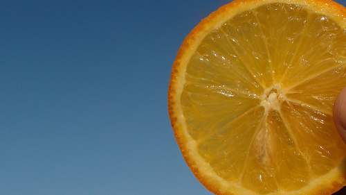 orange slice of orange plant