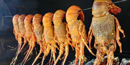 lobster smoking lobster sea life