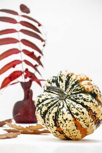 plant squash near brown leaves gourd