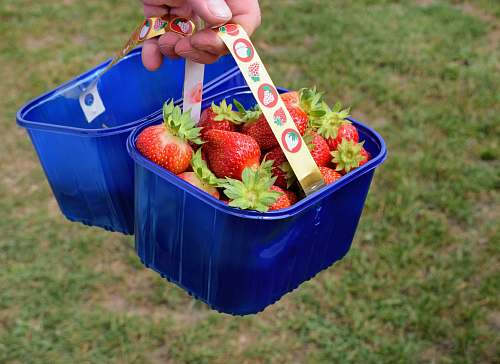 plant strawberries in bucket fruit