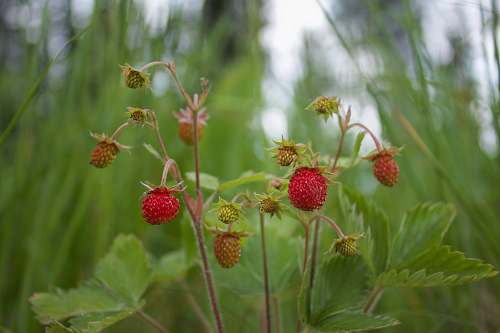 fruit strawberry fruits plant