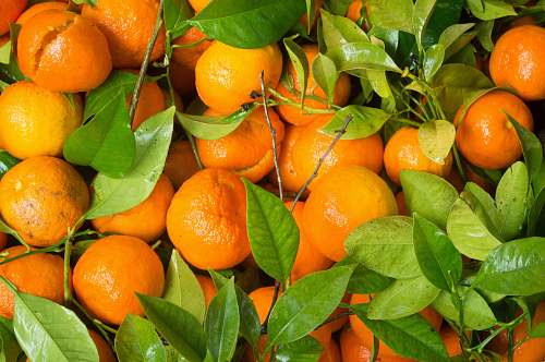 fruit tangerine fruits citrus fruit