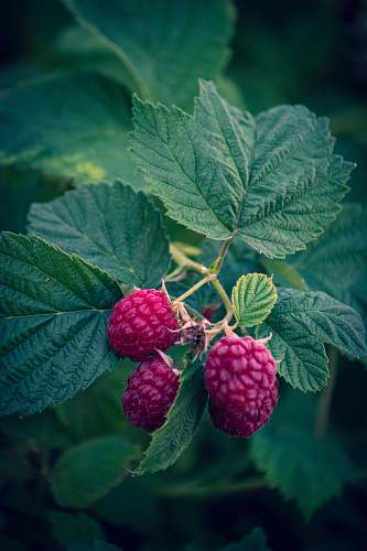 fruit three hot-pink fruits raspberry