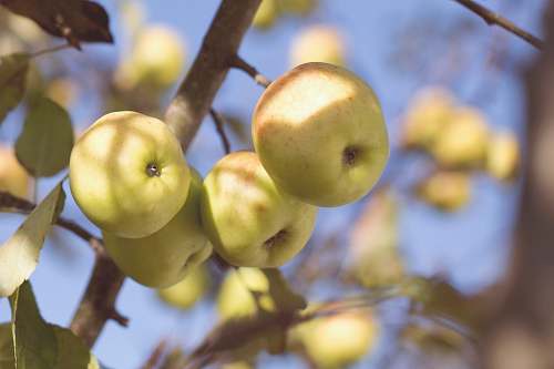 fruit tilt-lens granny smith apples