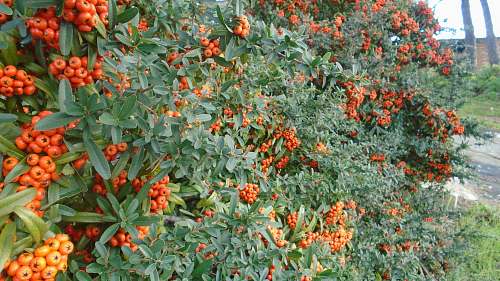 plant tomato plant fruit