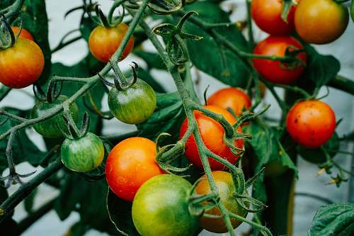 tomato tomatoes hanging on tomato plant vegetable