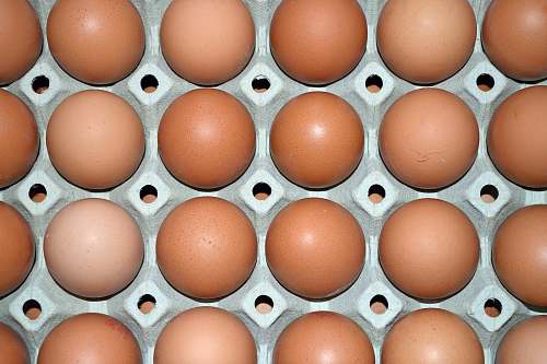 egg tray of eggs grey