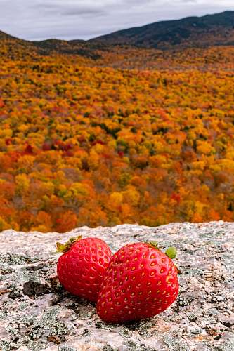 fruit two red strawberries plant