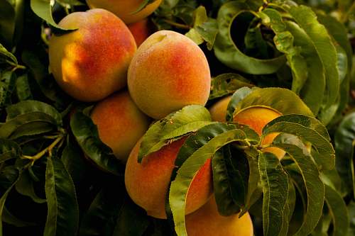 fruit unharvested ripe peach fruits at daytime peach