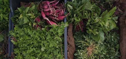 produce variety of green vegetables vegetable