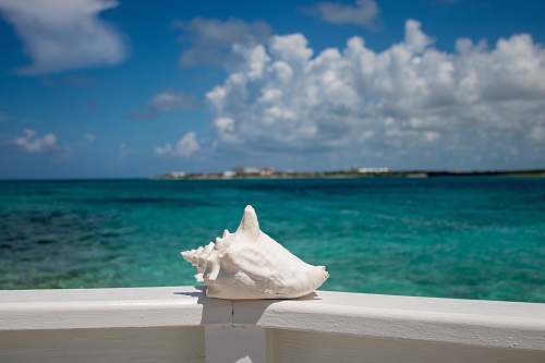 cream white conch shell creme