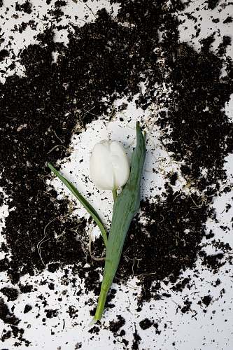 plant white-petaled flower egg