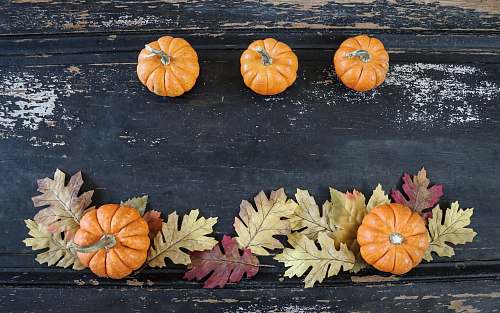 plant withered leaves pumpkin