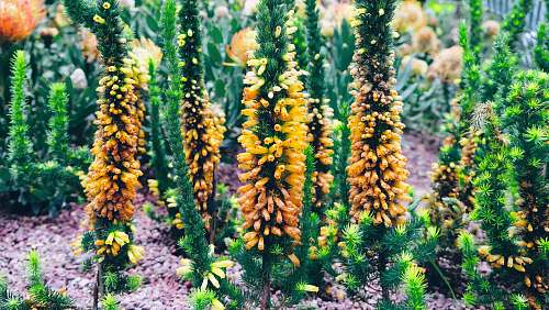 fruit yellow and green leafed plants pineapple